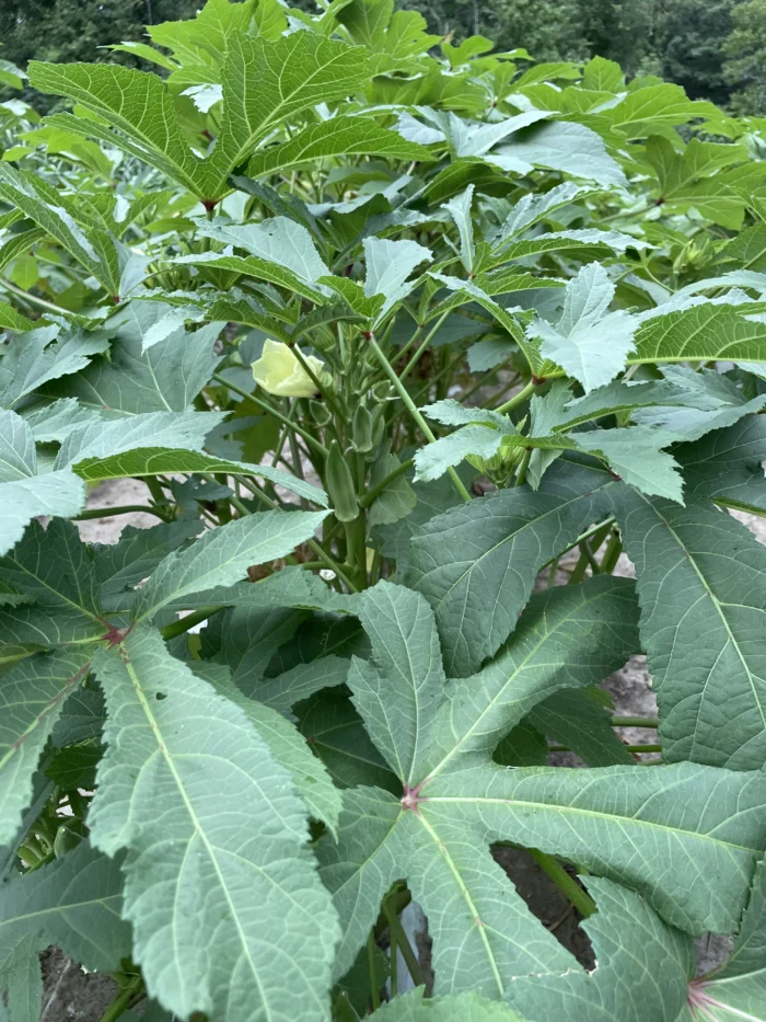 Okra