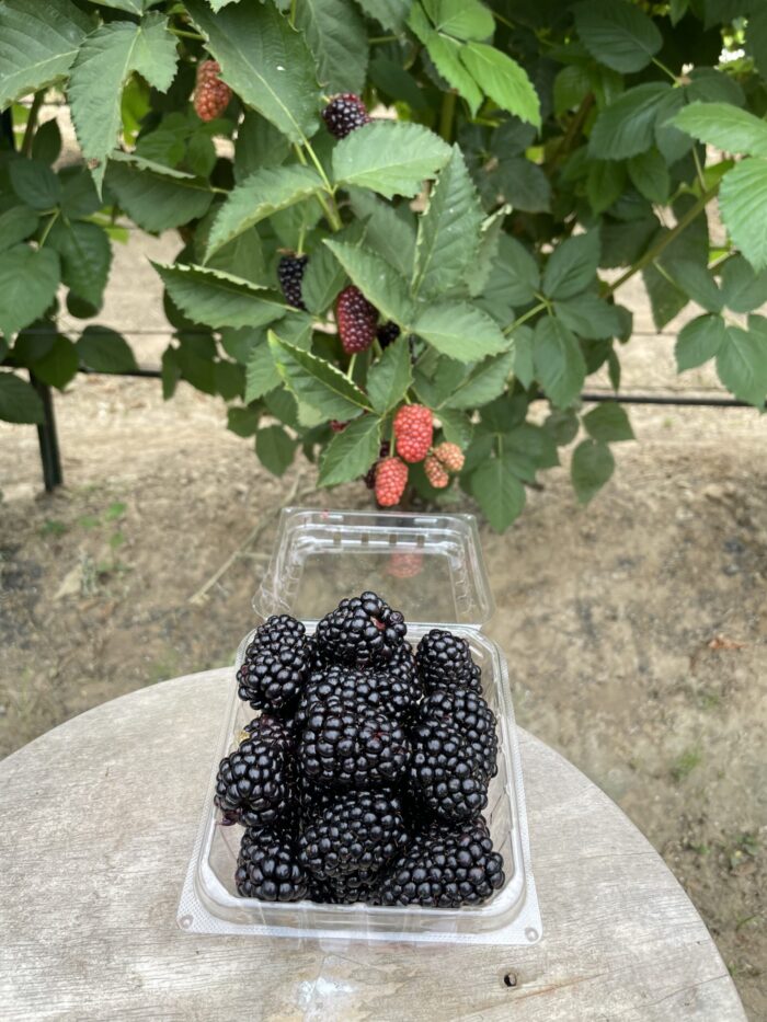 Blackberry Preorder
